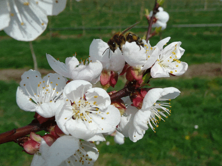 Marillenblüte weiß