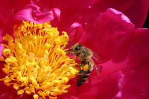 Biene auf Blüte