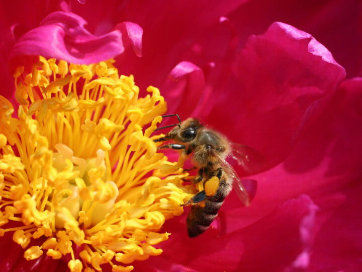 Biene auf Blüte