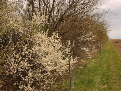 Mehrnutzungshecke
