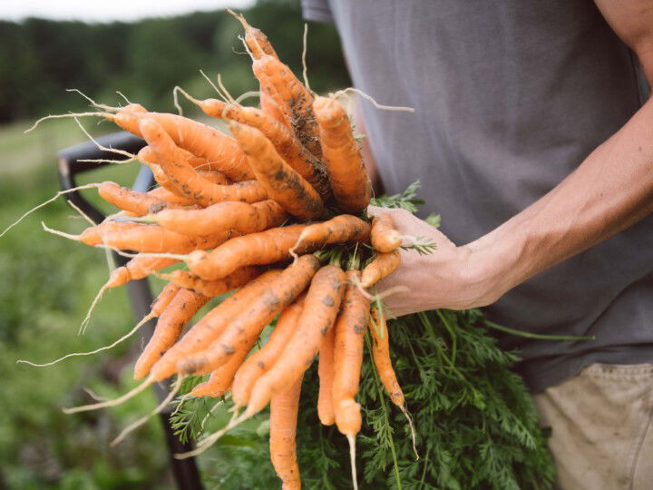 Karotten in der Hand