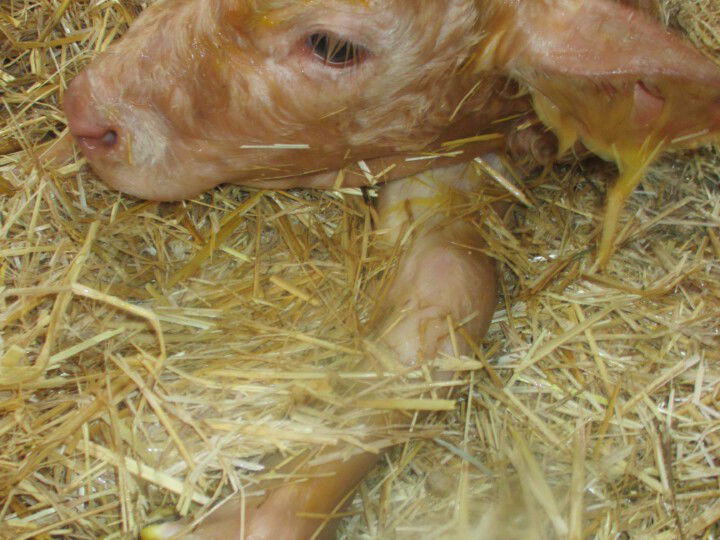 @BIO AUSTRIA Kärnten