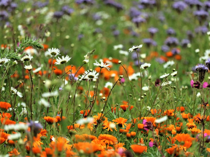 Blumenwiese