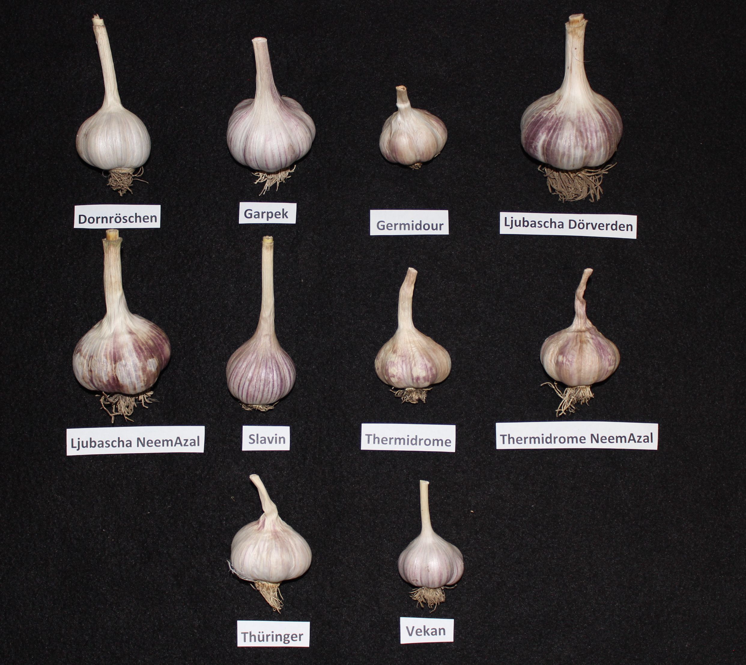 Knoblauch: Die richtige Sorte whlen - BIO AUSTRIA