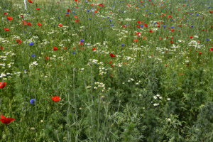 Wiese mit hoher Biodiversität und Wiesenblumen