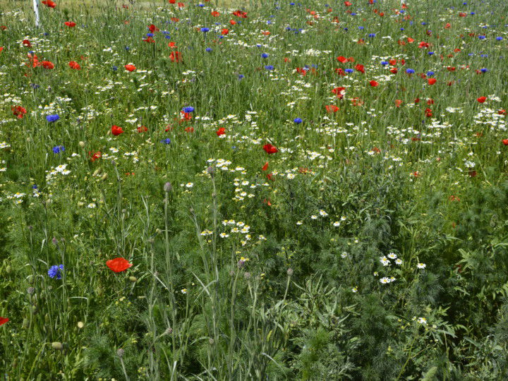 Wiese mit hoher Biodiversität und Wiesenblumen