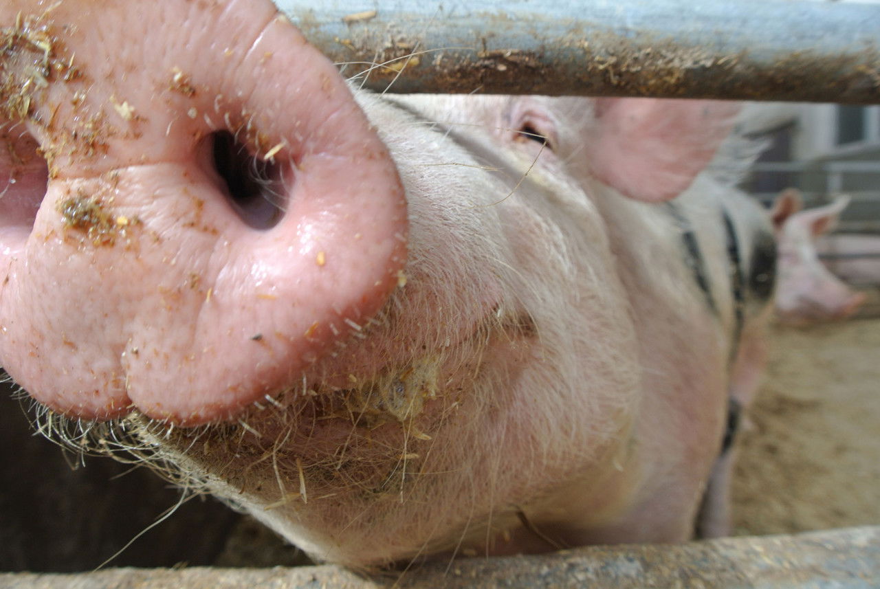 Schweinenase Stall