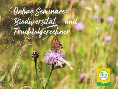 Blumenwiese und Schmetterling