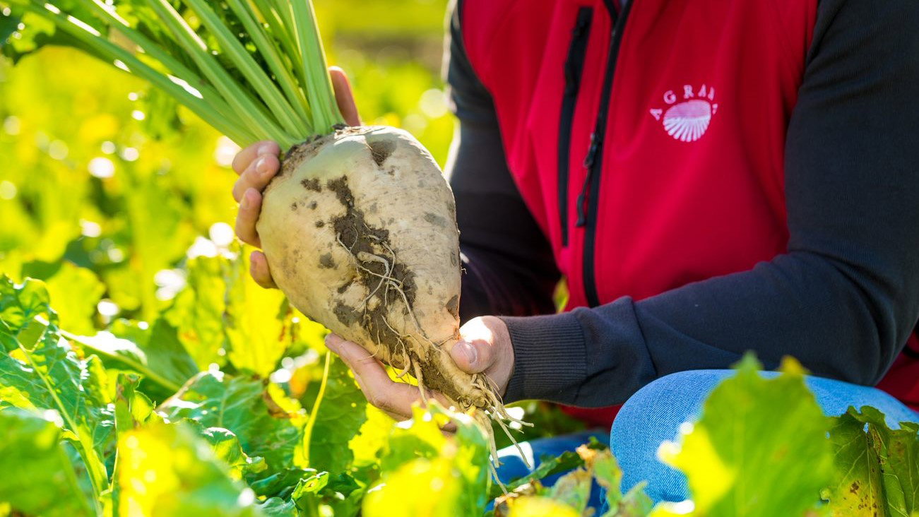 AGRANA Zucker GmbH ist BIO AUSTRIA Partner BIO AUSTRIA