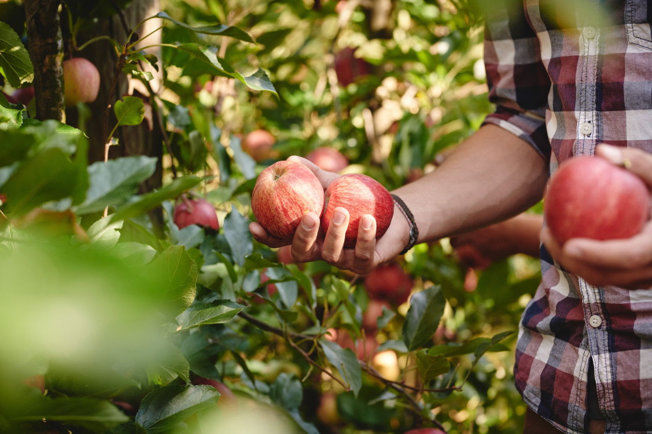 Bio-Äpfel werden geerntet