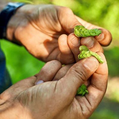 Eine aufgebrochene Hopfendolde mit gelbem Lupulin