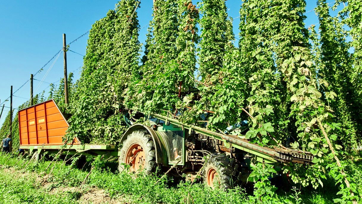 Erntevorgang am Hopfenfeld