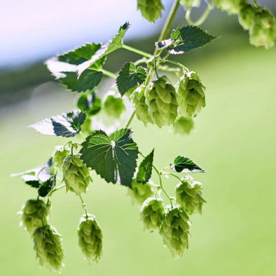 die Dolden des weiblichen Hopfens