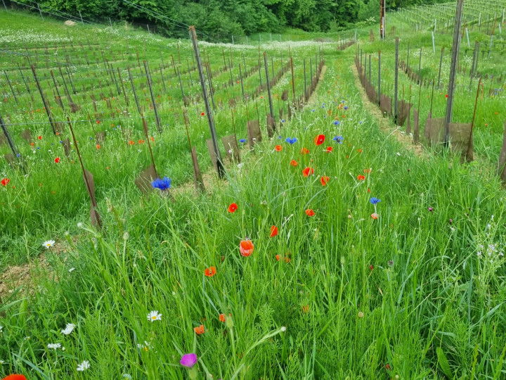 Blühstreifen zwischen Weinreben