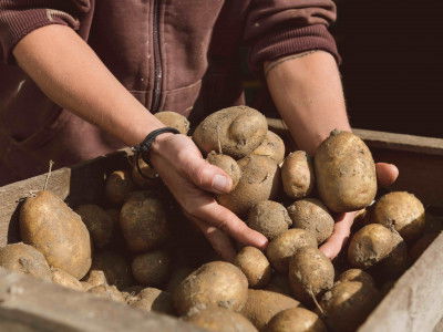 Mann greift nach einer Menge Kartoffeln aus einer Holzkiste