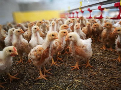 Bio-Mastkücken im Stall