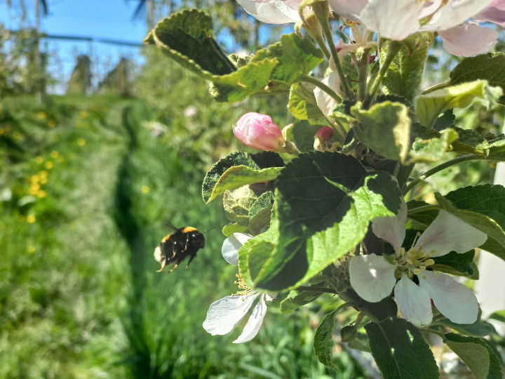 Apfelblüten