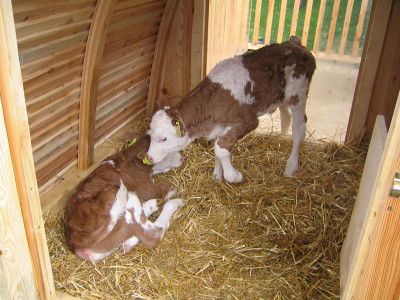 © Bio Ernte Steiermark Holziglu mit Kälbern