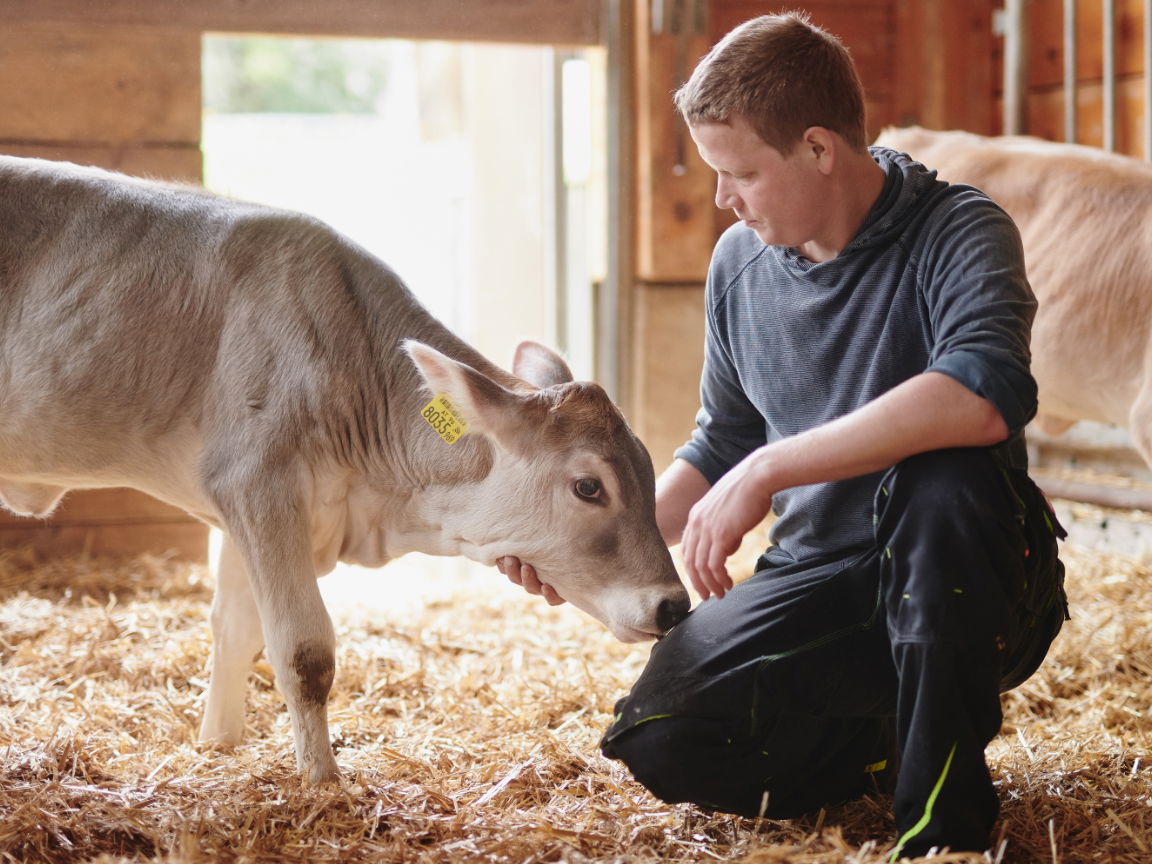 Bauer mit Kalb