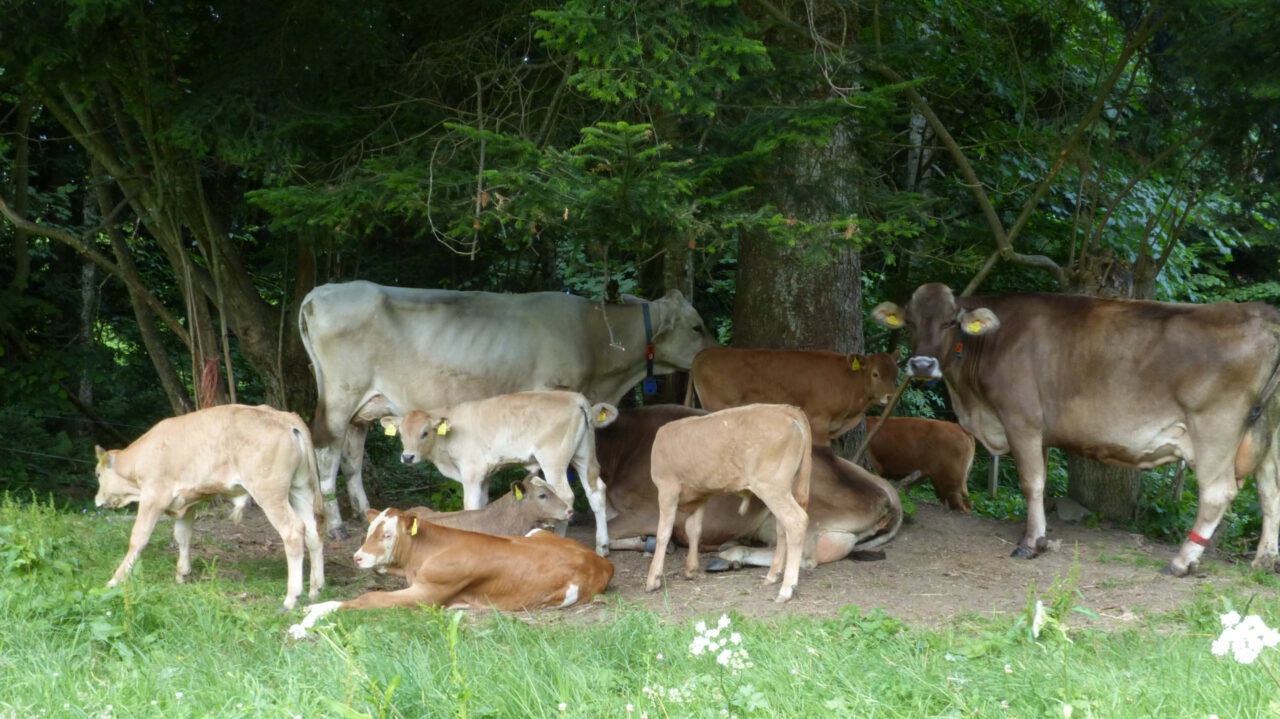 Ammenkühe am Waldrand