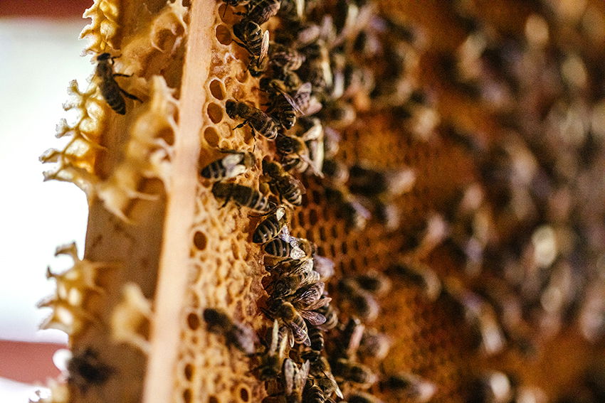 Bienenparadies Neubauer