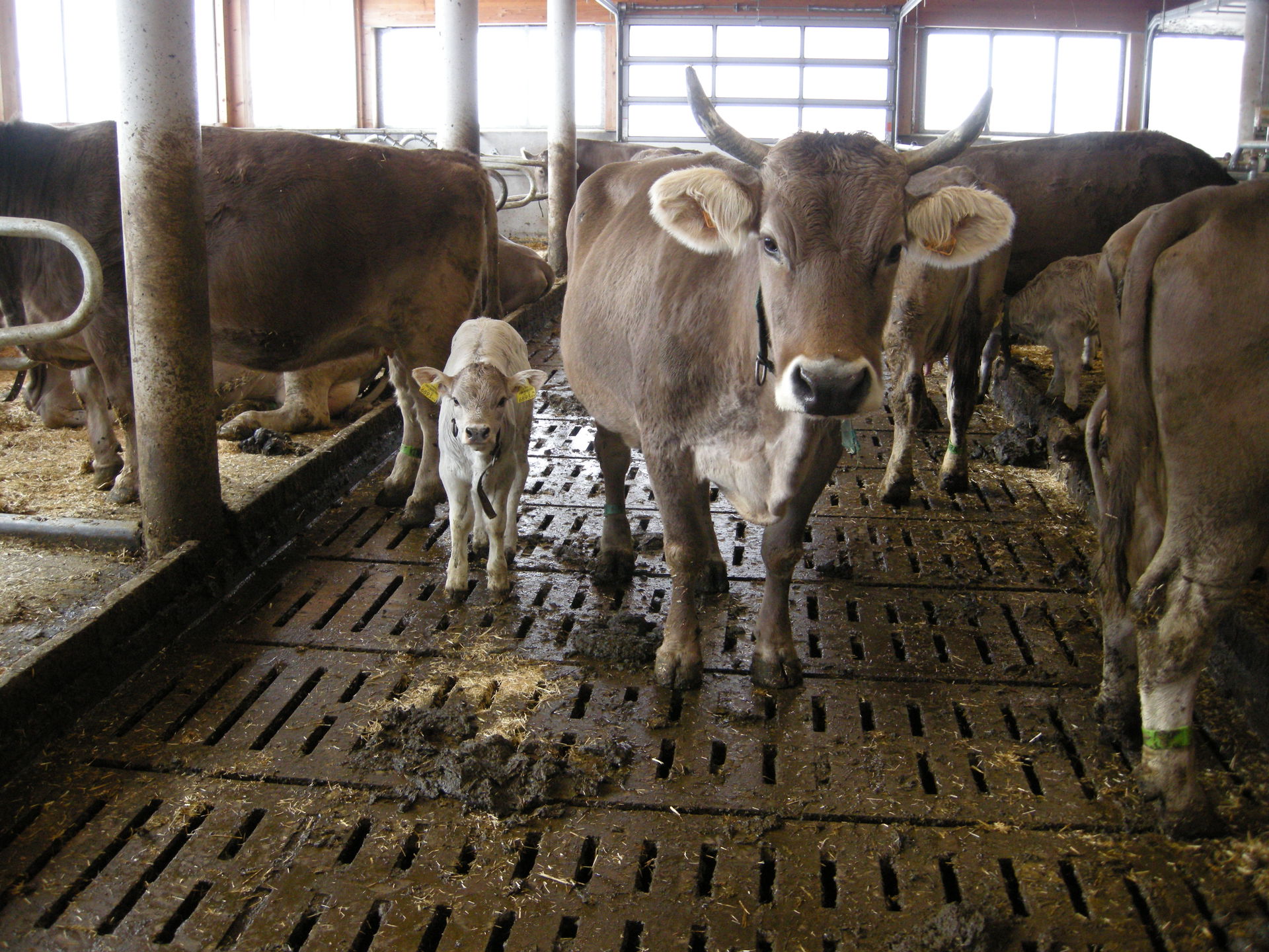 Mutterkuh mit Kalb im Stall