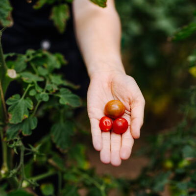 Bio-Tomaten