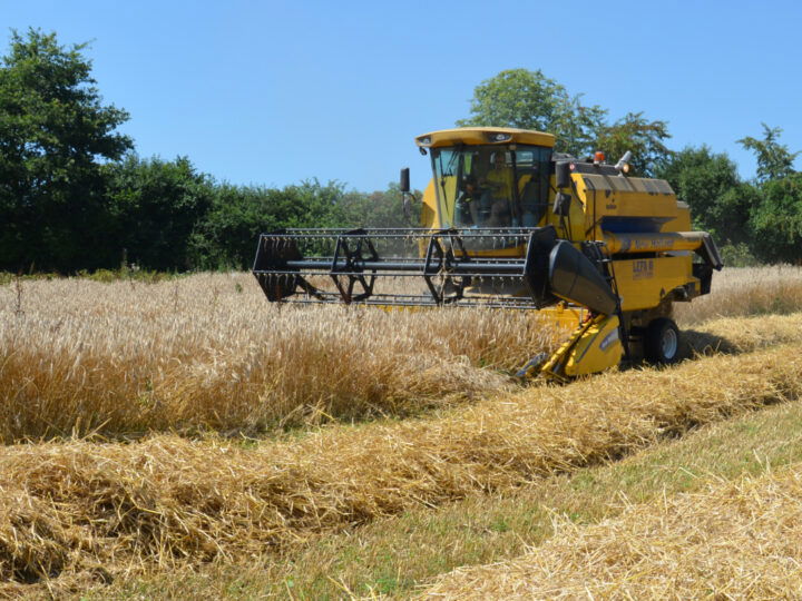 Feld mit Mähdrescher