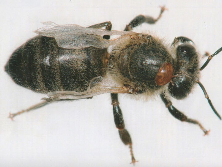 Biene mit Varroa