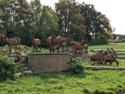 Ziegen im Grünen