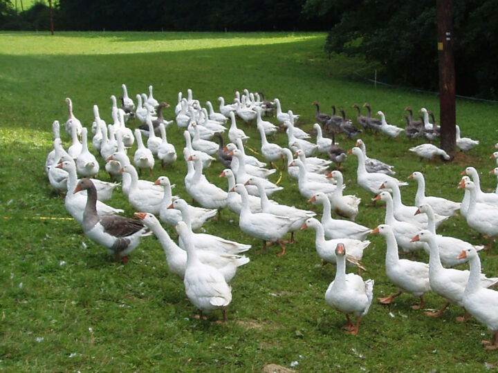 Bio-Gänse auf Weide