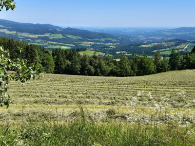 Landschaft mit Wiese