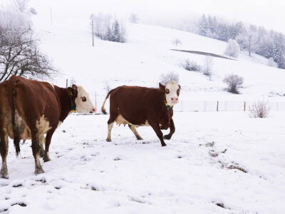 Auslauf Winter