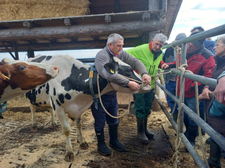 Kursteilnehmer mit Rindern im Stall