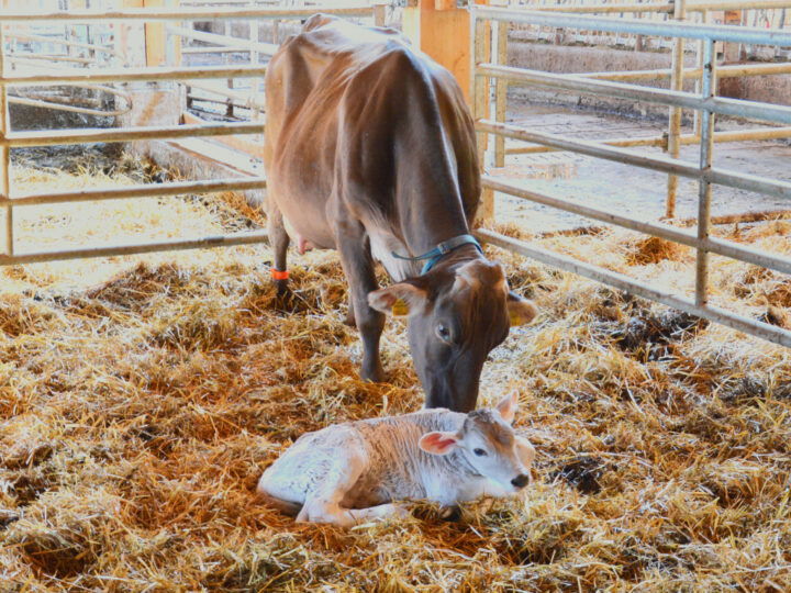 Junges Kalb mit Mutter im Stall