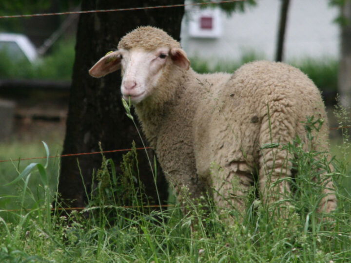 Schaf auf Weide