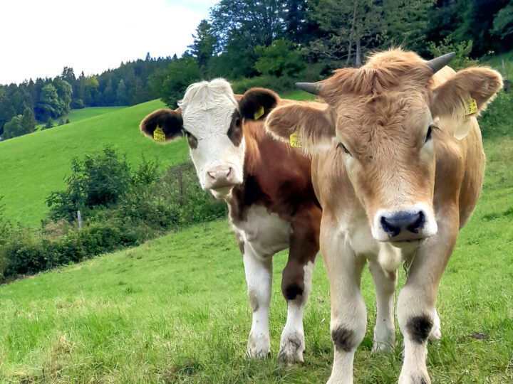 Rinder auf Weide