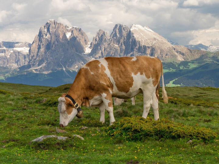 Rind auf Alm