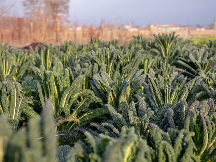 Feld mit Kohl