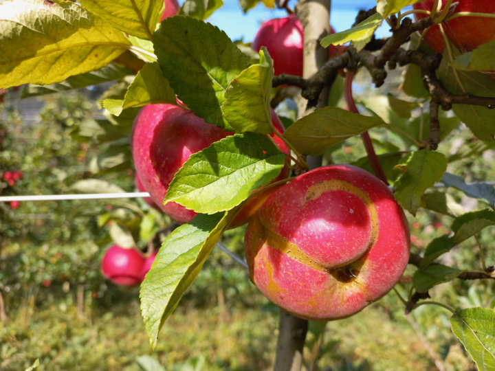 Äpfel auf Apfelbaum