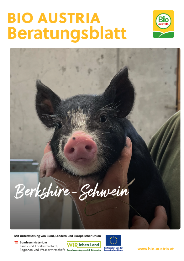 Cover Berkshire-Schwein