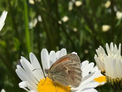 Schmetterling auf Blume, Biodiviersität