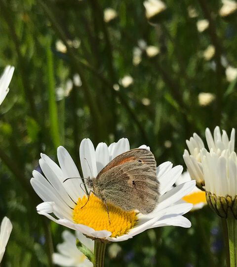 Schmetterling auf Blume, Biodiviersität