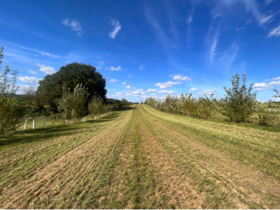 Acker, Bäume, Himmel