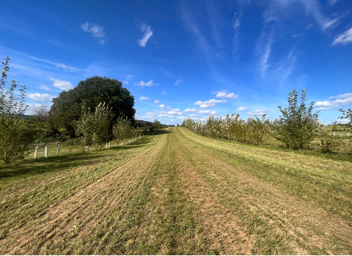 Acker, Bäume, Himmel