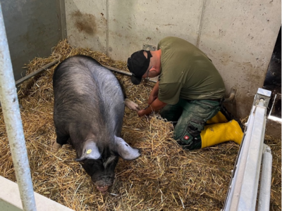 Klauenpflege bei Schwein