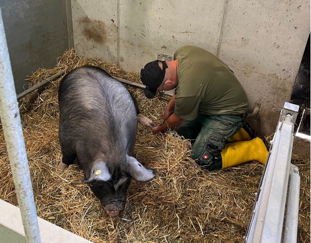 Klauenpflege bei Schwein