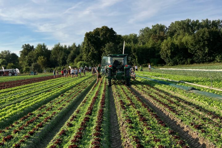 Feld mit Traktor