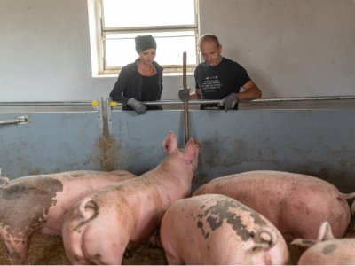 frau und herr betrachten Schweine