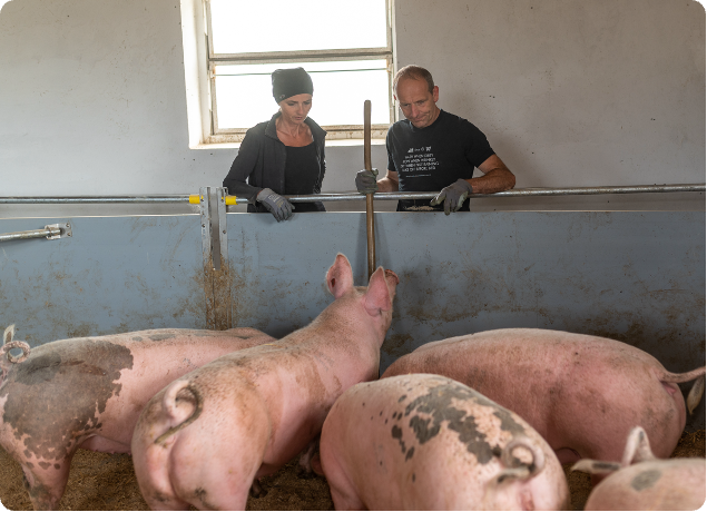 frau und herr betrachten Schweine